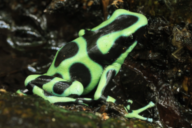 Rana venenosa verde